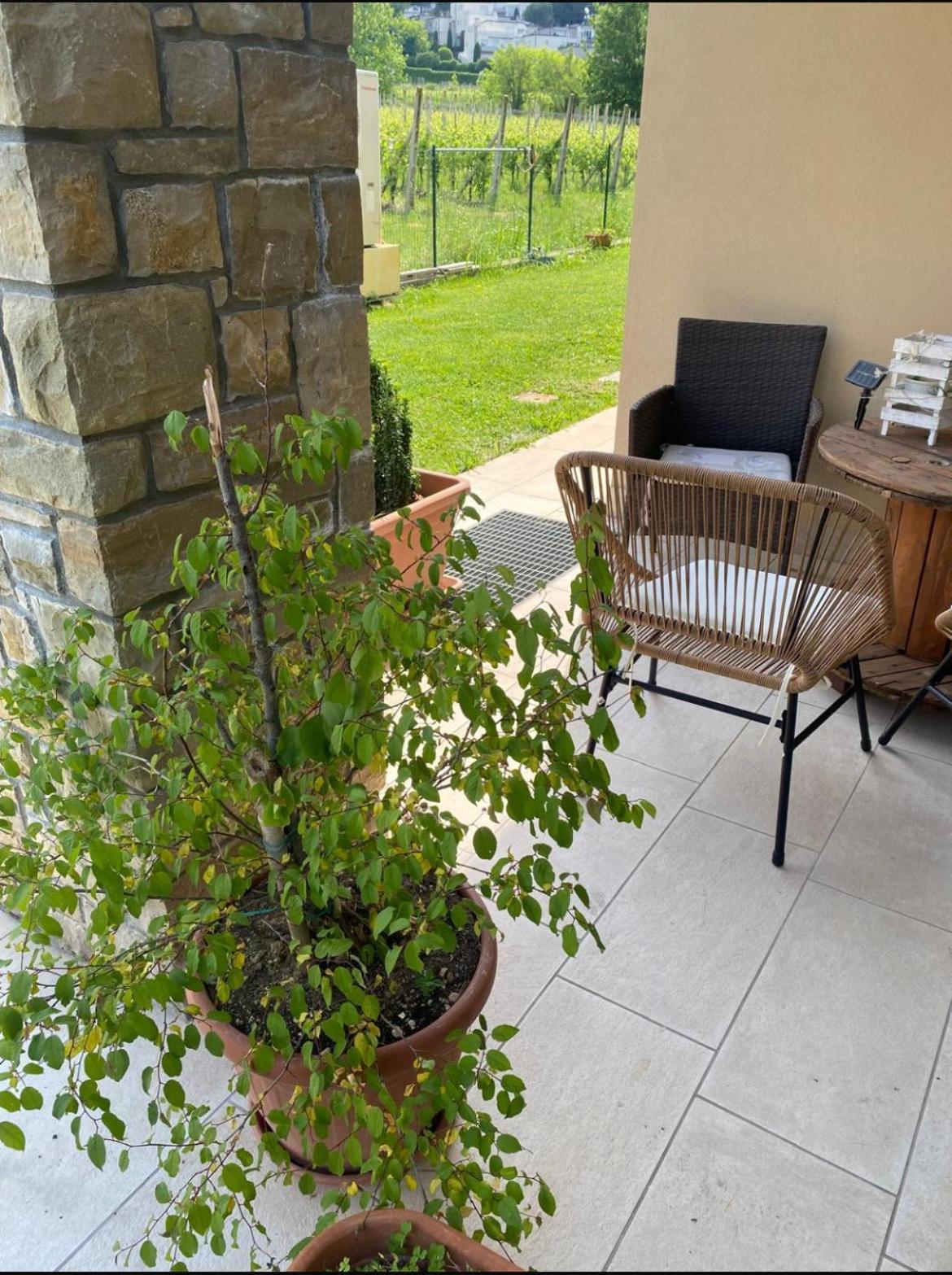 Orchidea Del Garda Rooms & Apartments 페스키에라델가르다 외부 사진